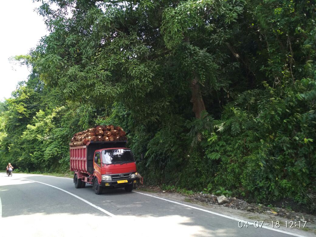 Mobil truk pengangkut buah Sawit tanpa menggunakan jaring pengaman dinilai membahayakan keselamatan pengguna jalan