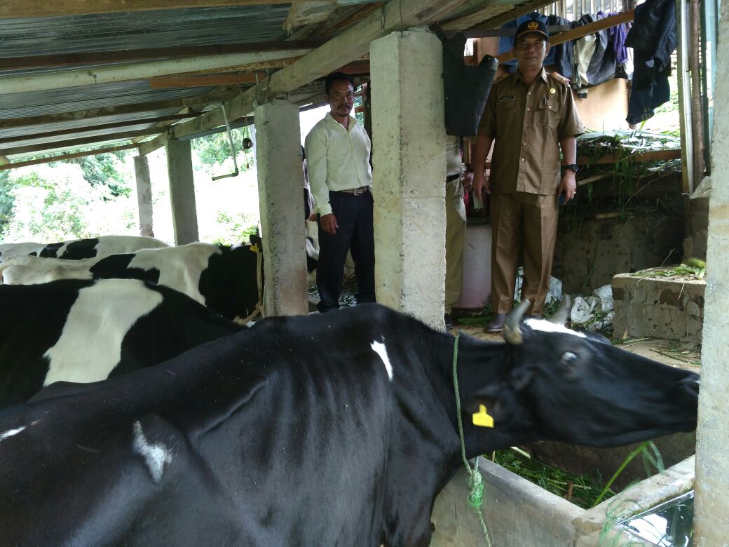 Upaya Khusus (Upsus) Sapi dan Kerbau Wajib Bunting (SIWAB) di Kepahiang