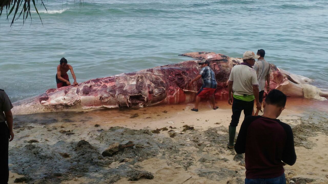 Ikan Paus sepanjang 12 meter terdampar di pantai Kaur
