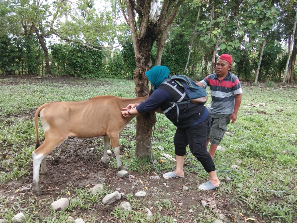 Pemberian Vaksin pada Hewan oleh Dinas Pertanian Bengkulu Selatan