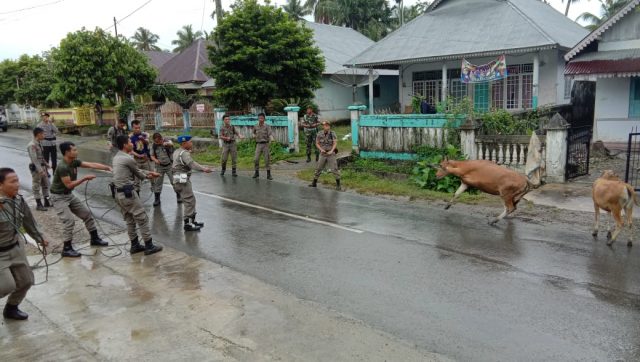 Penertipan Ternak Liar Bengkulu Selatan