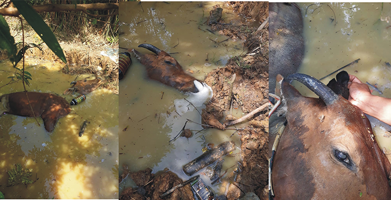 Sapi korban ditemukan mati di rawa
