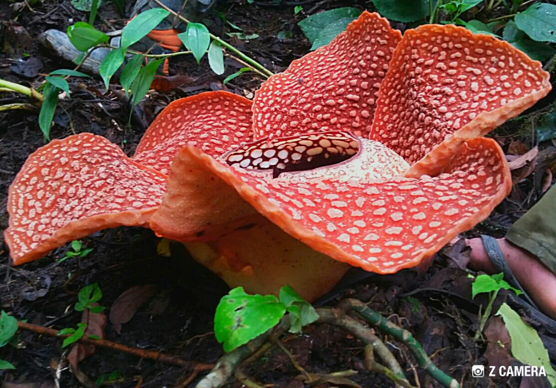 Bunga Rafflesia yang mekar di Rejang Lebong