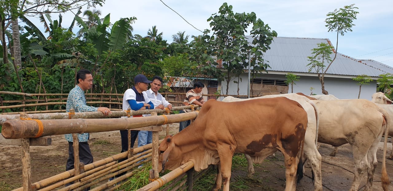 Plt Bupati Gusnan Cek Poktan Mitra Mandiri Desa Terulung Kecamatan Manna