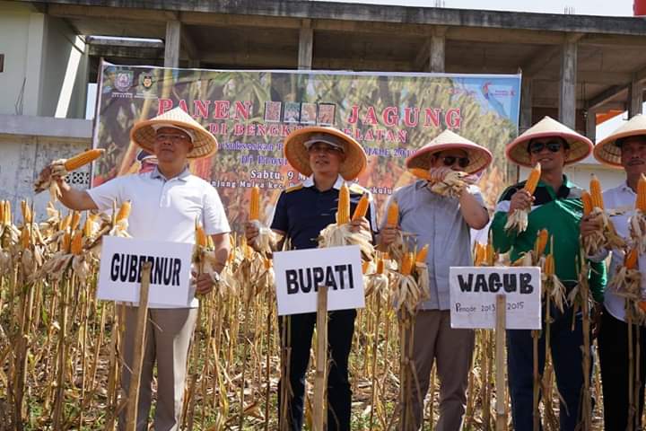 Gubernur Bengkulu Rohidin Mersyah Menghadiri Panen Raya Jagung di Bengkulu Selatan