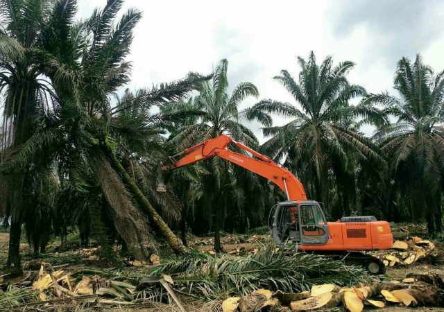 Program Replanting Kelapa Sawit Mulai Diminati Petani Bengkulutoday Terkini Dan Aktual