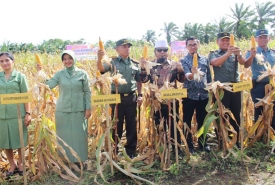 Panen Raya Jagung di Desa Kandang, Kecamatan Kampung Melayu, Kota Bengkulu, Selasa (20/12/2016).