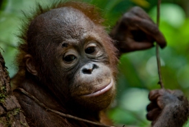 Bayi orangutan di Pusat Penyelamatan Orangutan di Pangkalan Bun, Kalimantan Tengah, pada 14 September 2013. Orangutan makin terdesak kala habitatnya terus terbabat