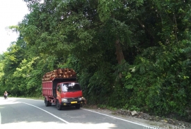 Mobil truk pengangkut buah Sawit tanpa menggunakan jaring pengaman dinilai membahayakan keselamatan pengguna jalan