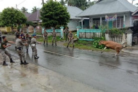 Penertipan Ternak Liar Bengkulu Selatan