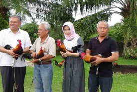 Para komunitas Ayam Burgo khas Bengkulu