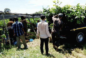 Sebanyak 8000 batang bibit pala, Selasa (15/11/16), mulai dibagikan secara gratis oleh Dinas Pertanian, Perkebunan dan Peternakan Bengkulu Selatan kepada masyarakat