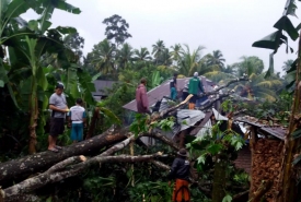 Pohon Tumbang