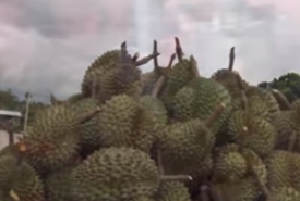 Buah Durian