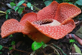 Bunga Rafflesia yang mekar di Rejang Lebong