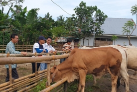 Plt Bupati Gusnan Cek Poktan Mitra Mandiri Desa Terulung Kecamatan Manna
